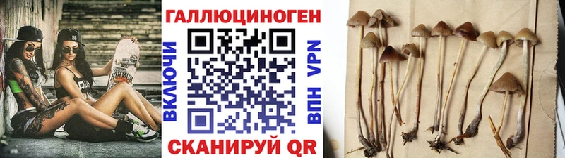 кракен вход маркетплейс какой сайт Усть-Лабинск Псилоцибиновые грибы Cubensis сколько стоит
